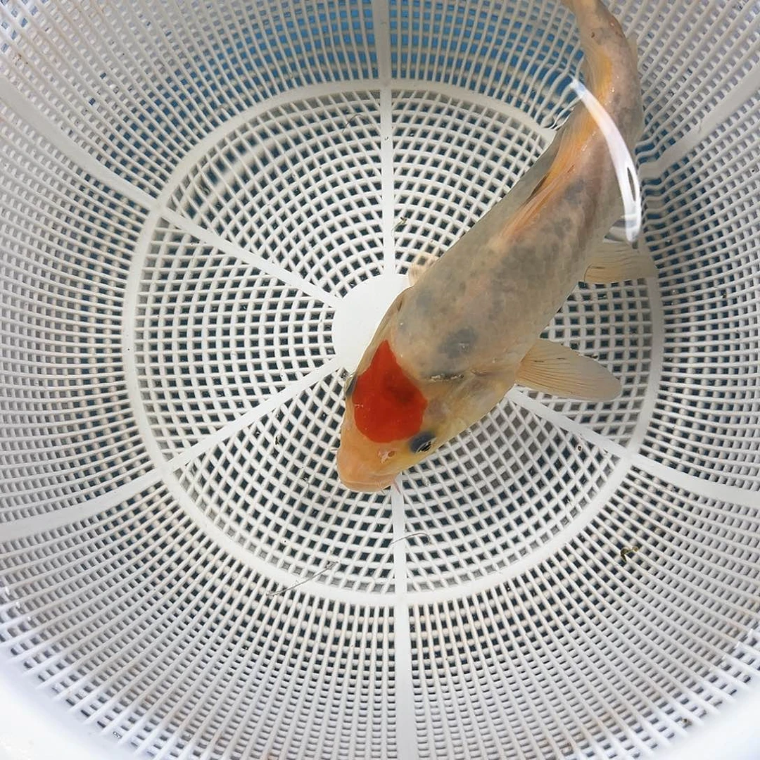 锦鲤鑫泓锦鲤养殖