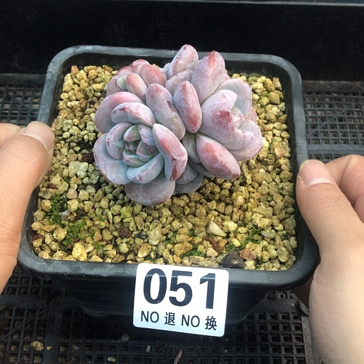 星影石榴籽福利出咯 051