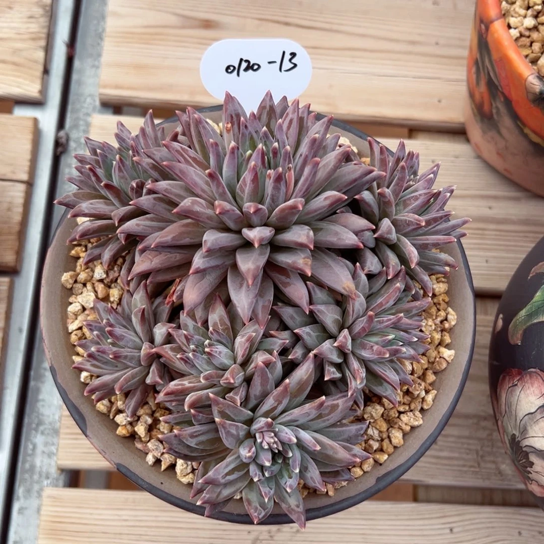 芣**一0120-13梵高多肉