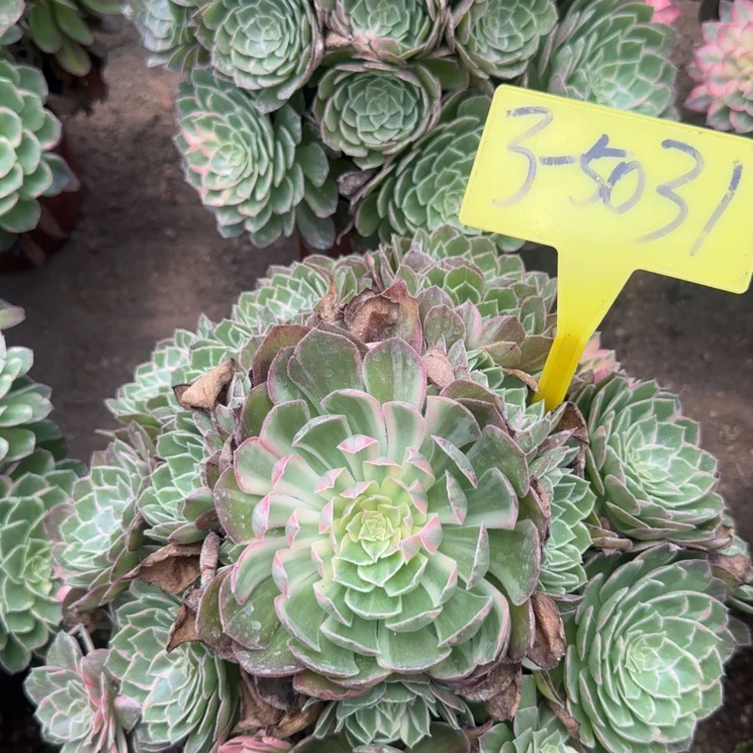 完全开放3-5031---多头多肉植物