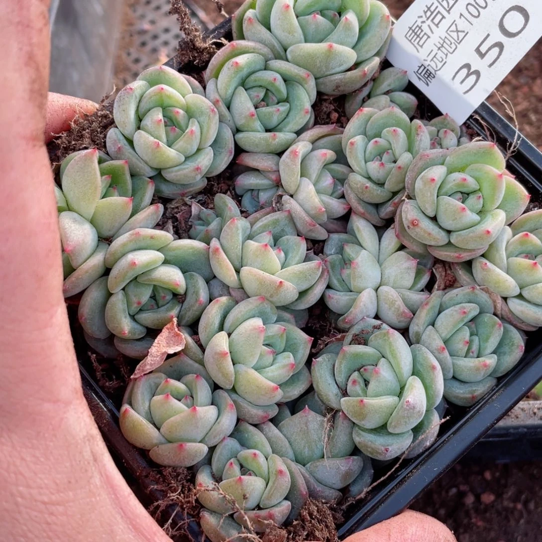 v79珍妮一物一拍350