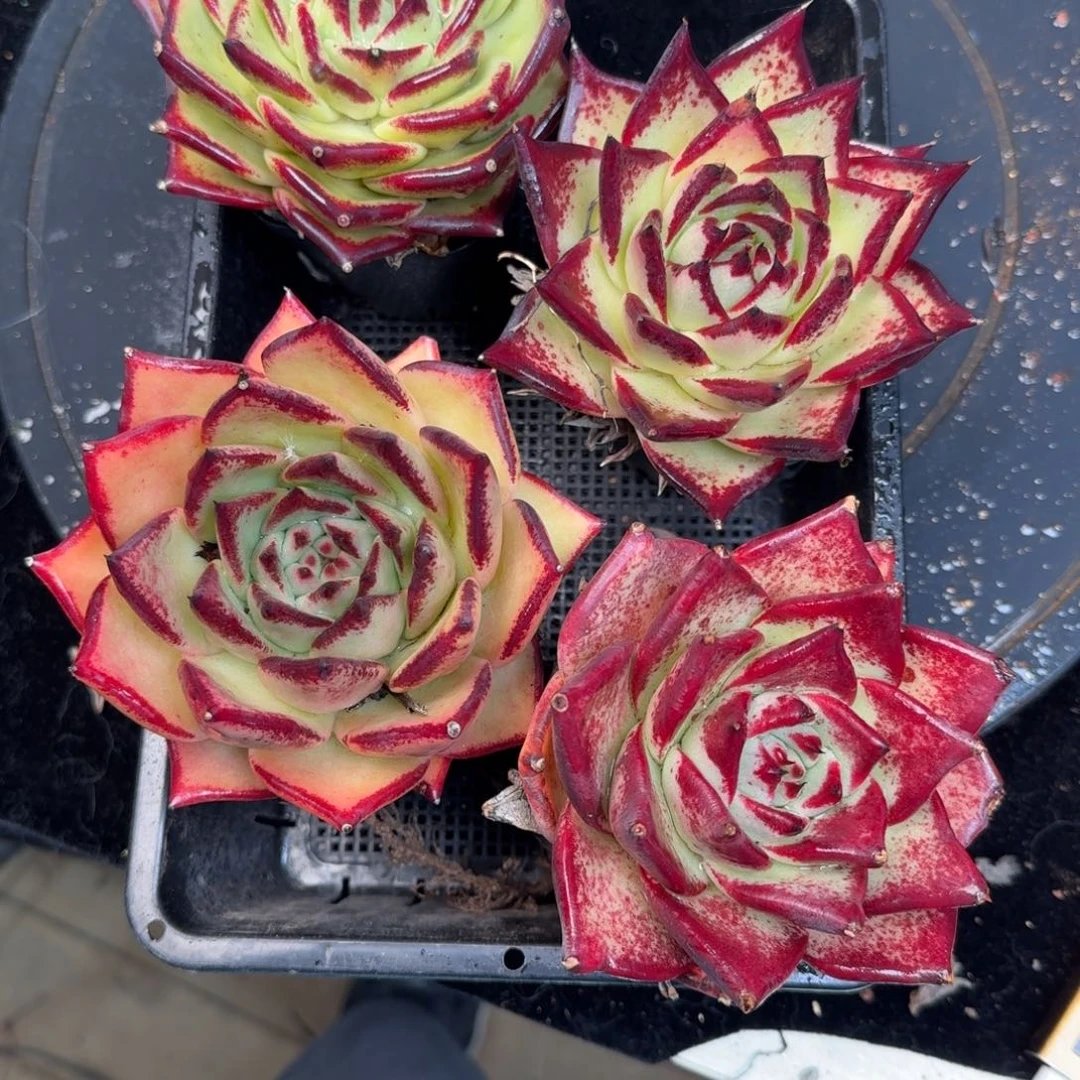 从前慢多肉精选编号1210.127