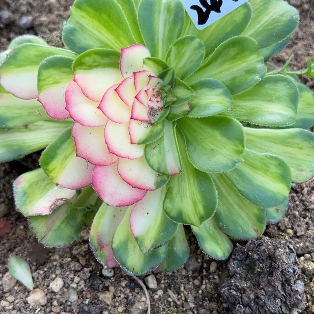 32知否多肉植物直