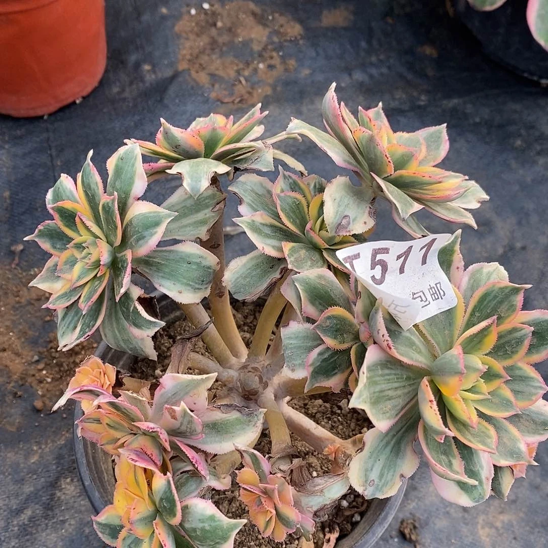511灿烂多肉植物有瑕疵