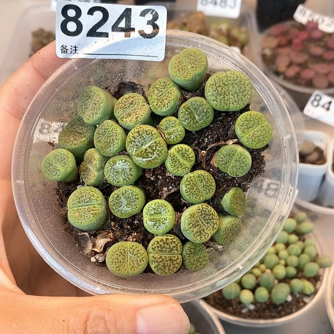 8243绿富贵快快乐乐