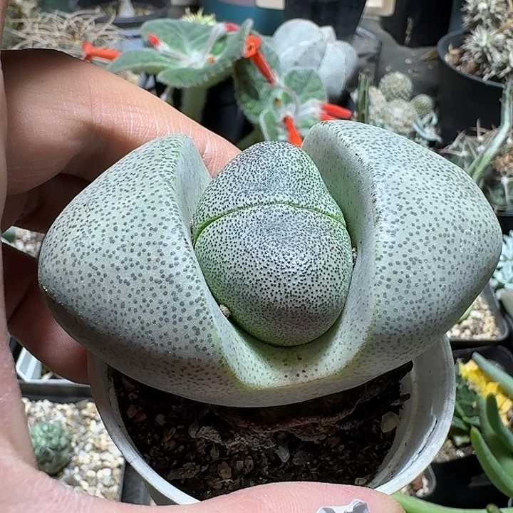174帝玉脱土发货实生