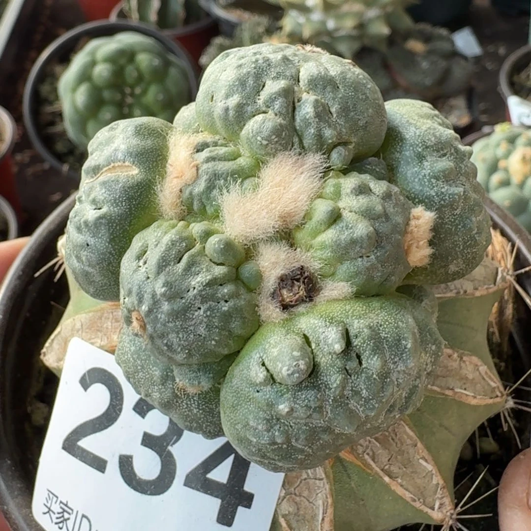 【闪购商品】大型蛋尤怒涛234鲜球开花