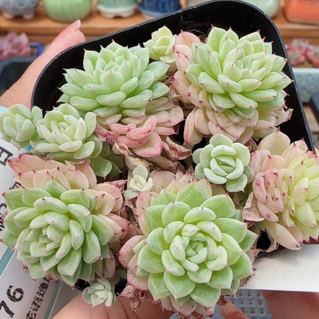 花语逸镜0805-62散
