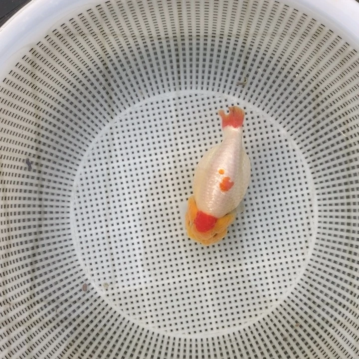 金鱼中原新隆观赏鱼