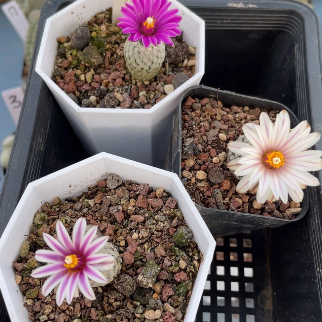 魚*仔9往事发一个小时了