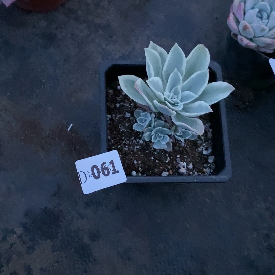 宇****媒061柠檬玫瑰锦多肉植物