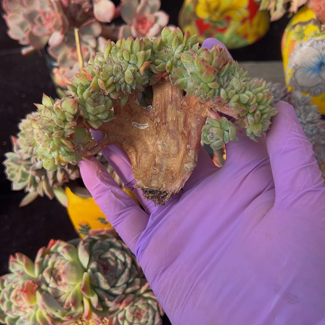 黄钻 新年快乐 新年快乐