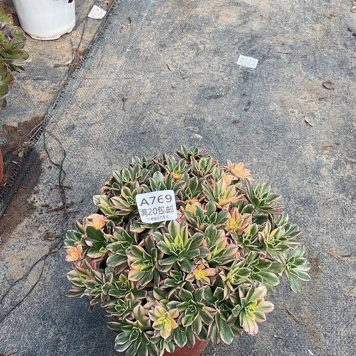 769甜茶多肉法师多肉