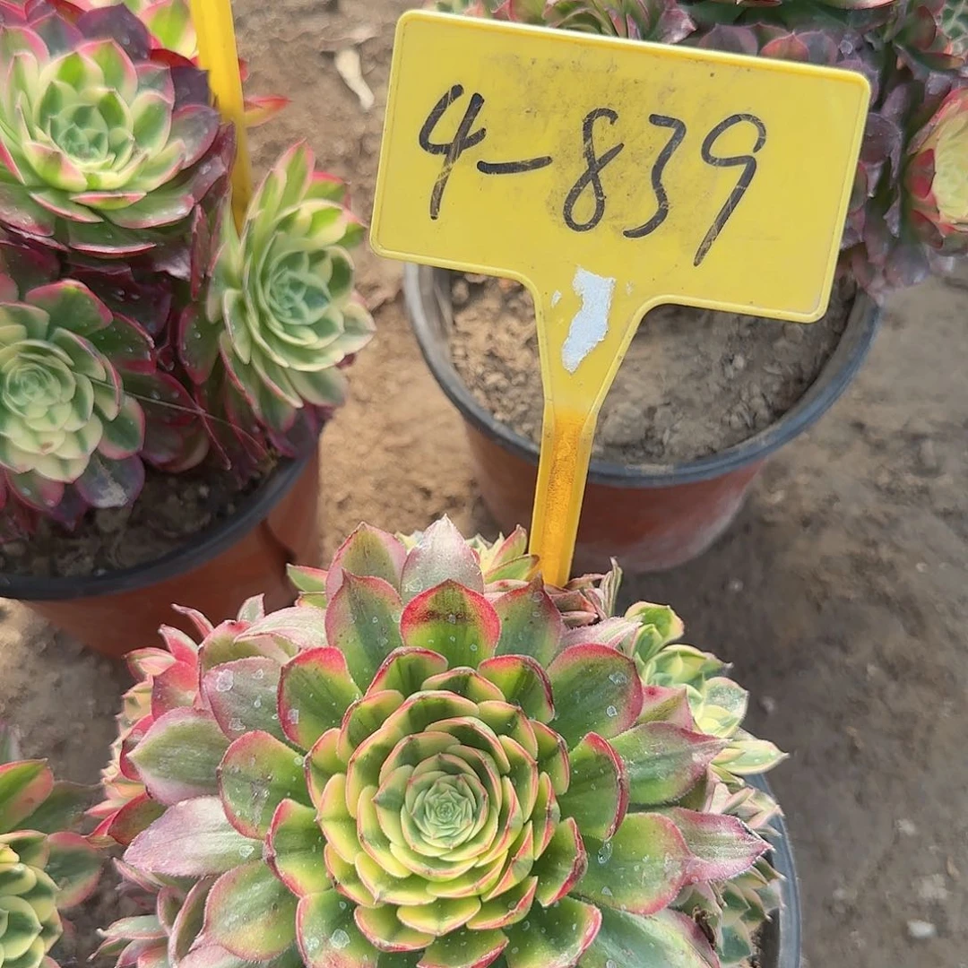 4-839---多头多肉植物