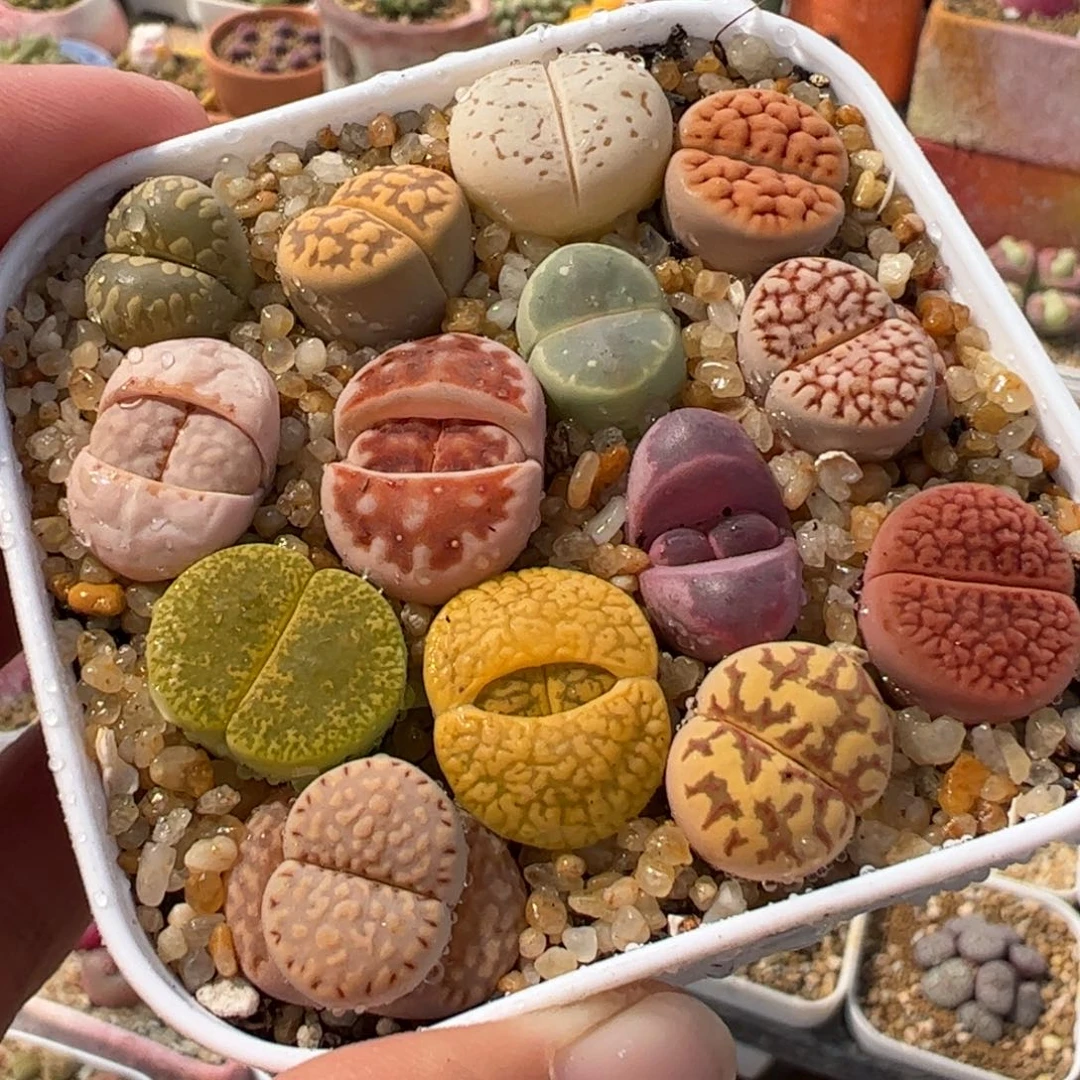 225多肉植物百科