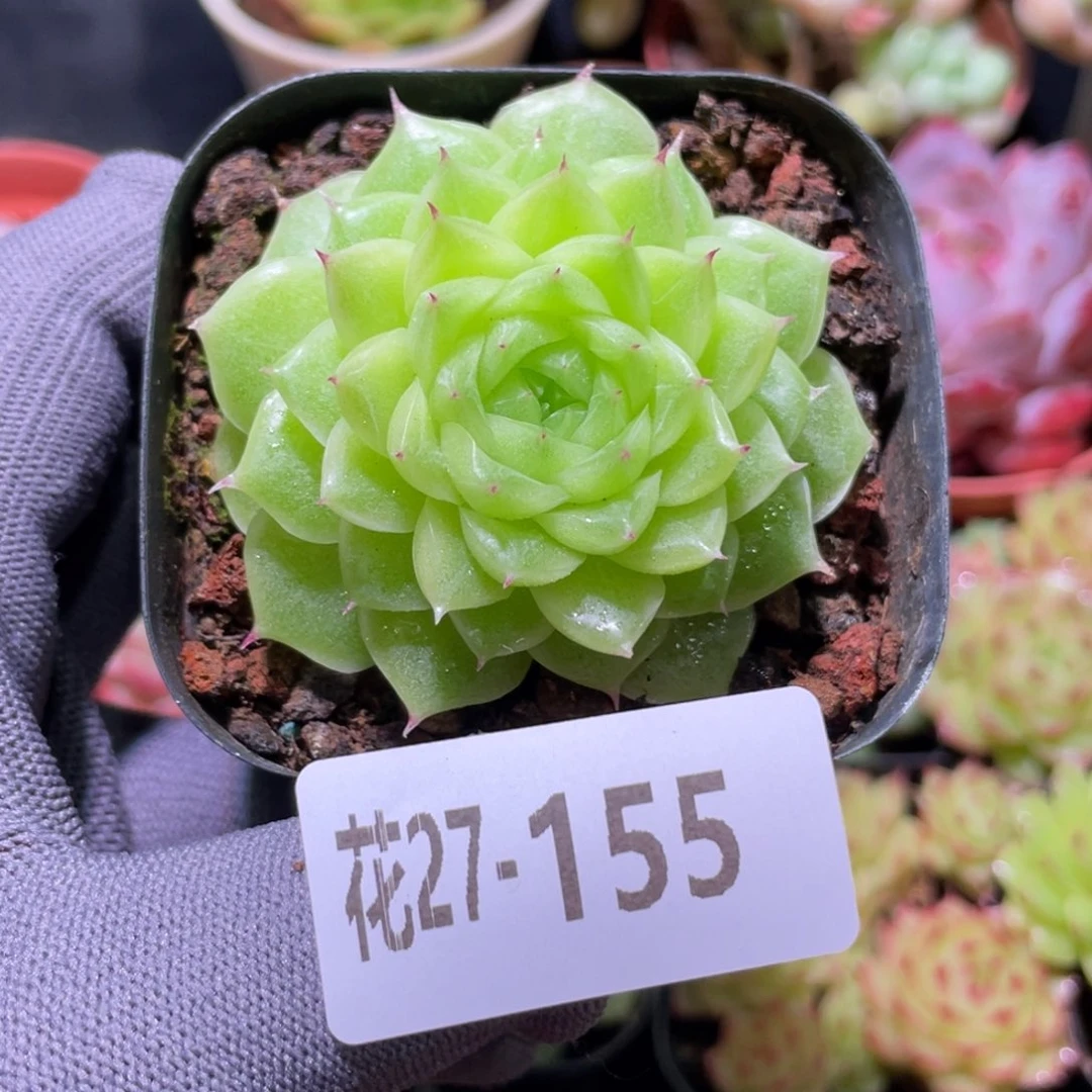 花利美27-155麦秆