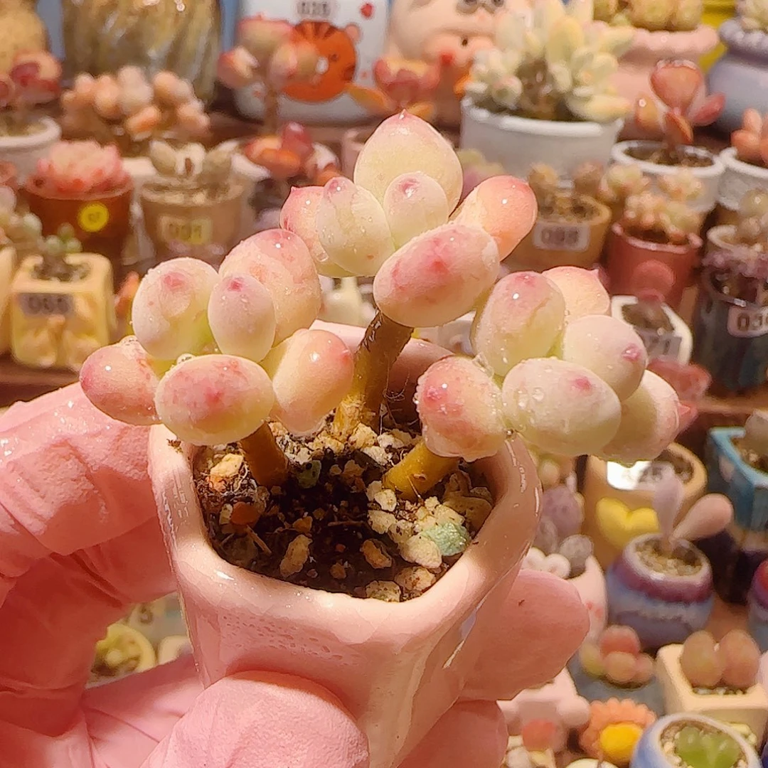 T仙女彩虹奶盆口2.5cm