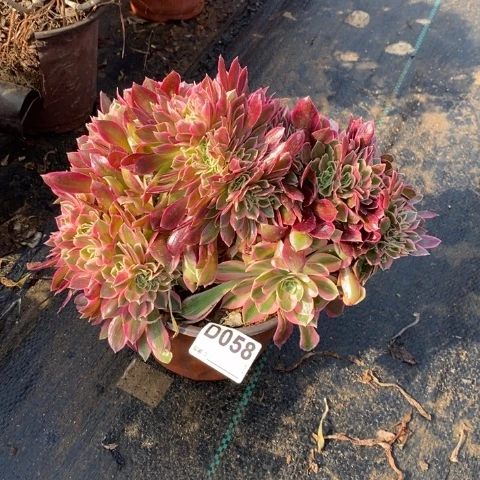 女神缀多肉植物法师