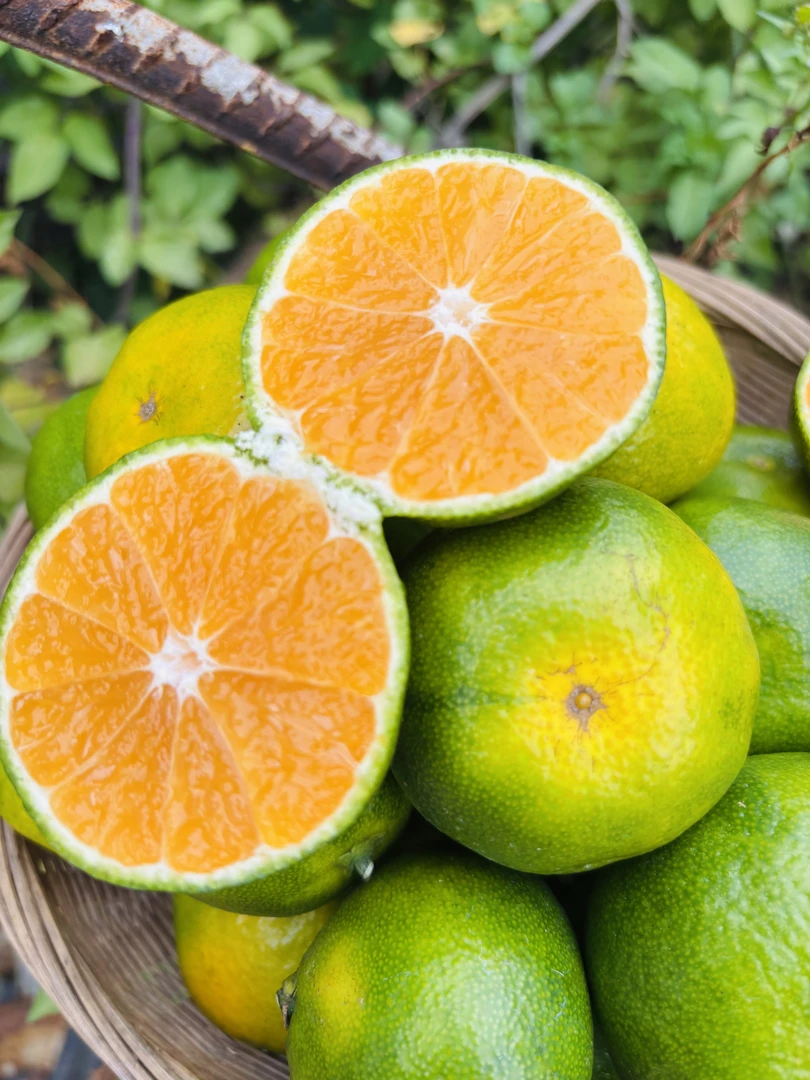 现摘薄皮蜜橘青皮橘子应季新鲜多汁酸甜可口水果蜜桔