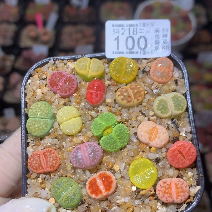 精品生石花218.100