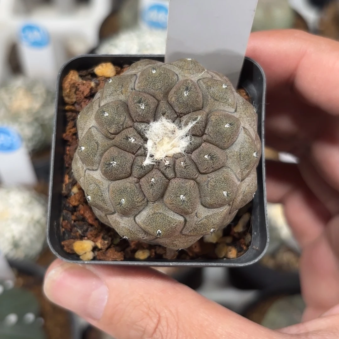 313实生蜥蜴皮带盆带土发货