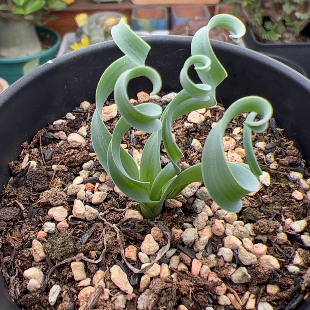 0131号弹簧草 多肉植物