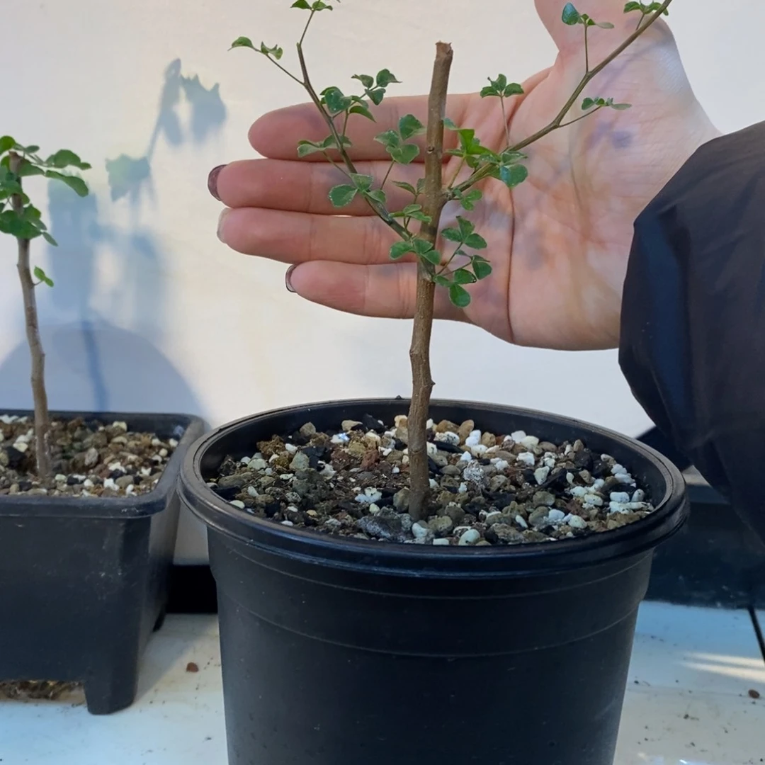 再****ﹶ波叶橄榄带盆发货