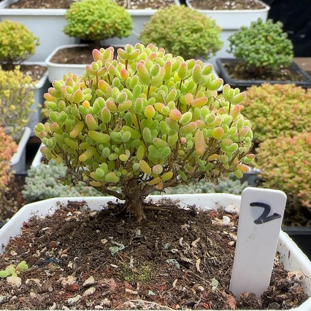 蜜橘糖球一物一拍