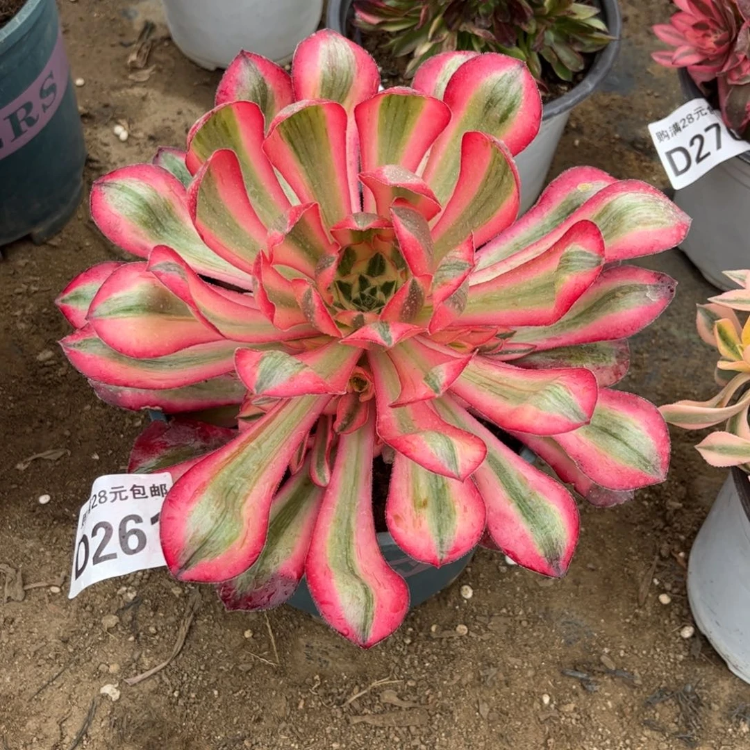 小*?261多肉植物爱丽丝