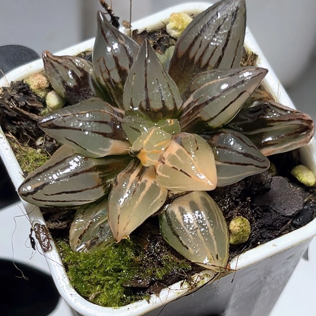 恭喜发财大吉大利5278