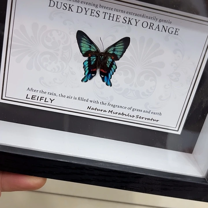 蝴蝶标本定制158@