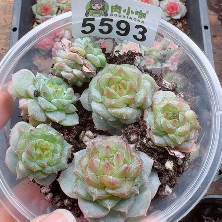 多肉植物多肉植物