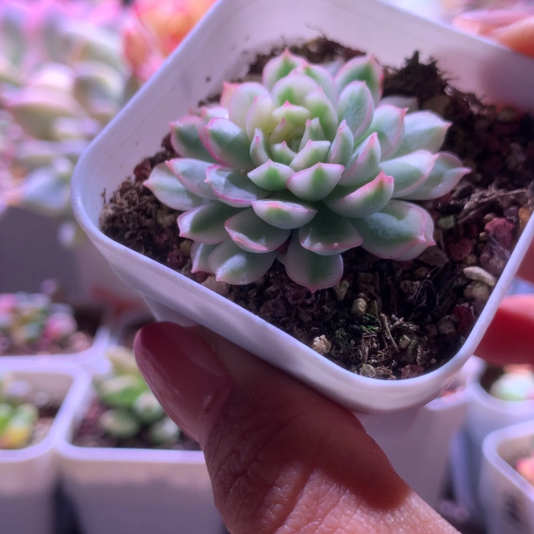 超白基因梦幻玫瑰覆轮锦有根