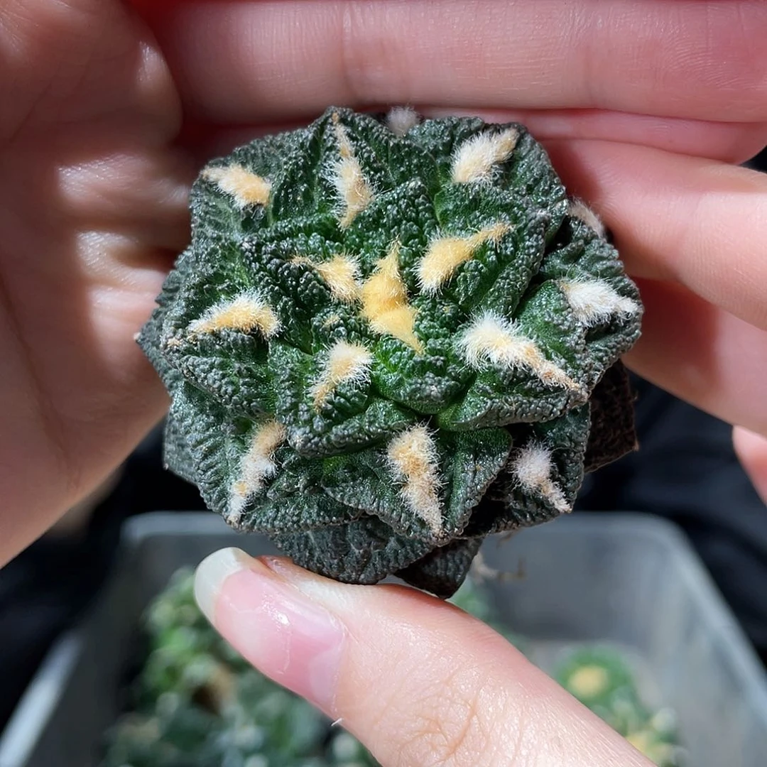 5cm自根螺旋辛顿牡丹萝卜根