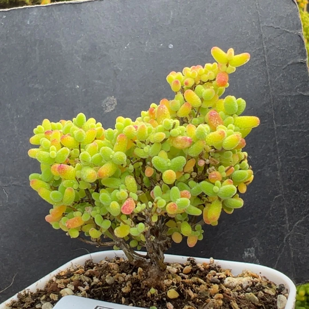 【闪购商品】dy6794小老桩蜜橘冠幅4.5cm