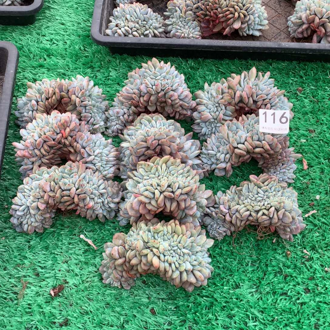 116橙子缀多肉植物组合