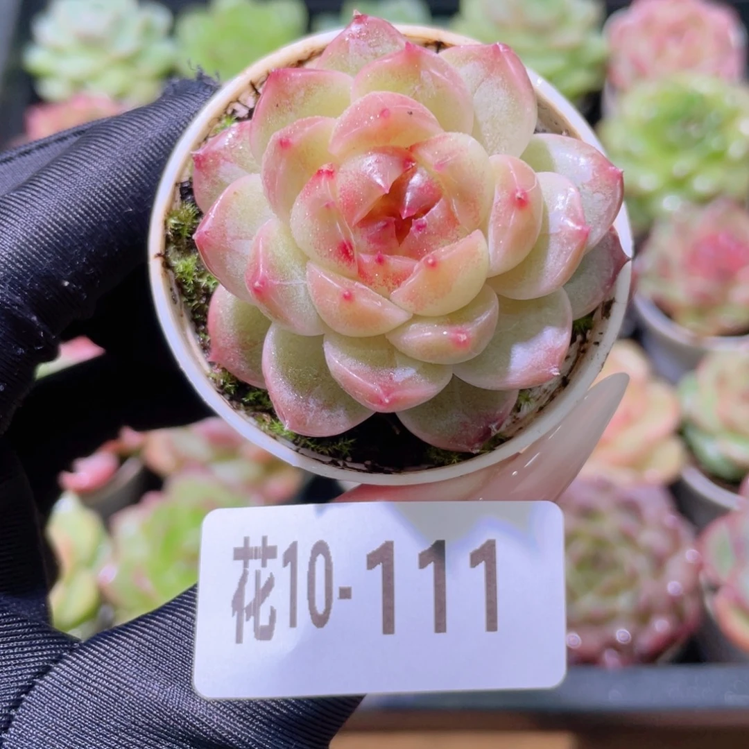 花利美10-111珍妮单头