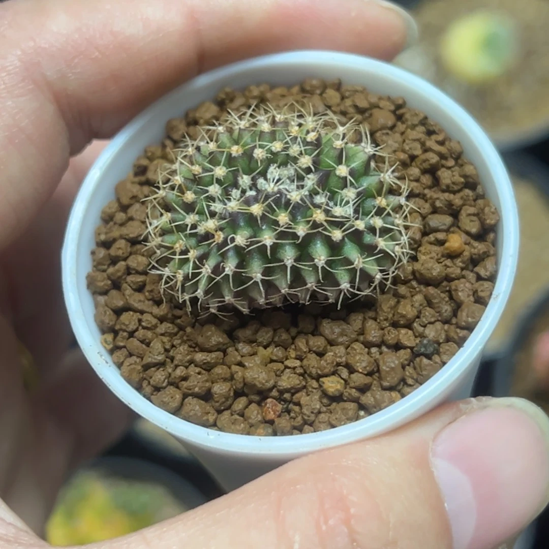 米哈缀化实生根带盆土发货1