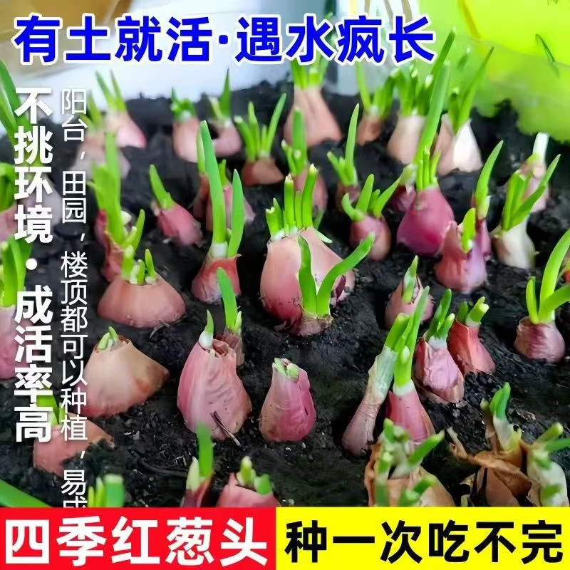 正宗特香红葱头干葱头火葱新鲜小香葱熬葱油可种植
