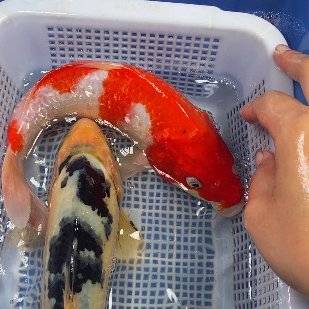 锦鲤冷水锦鲤包邮