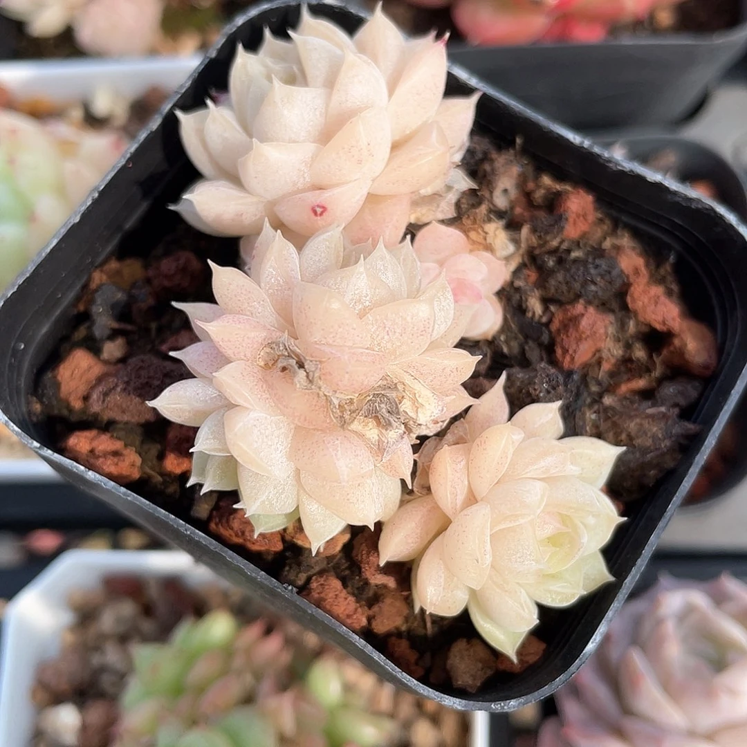 小***货优选女王福利8989