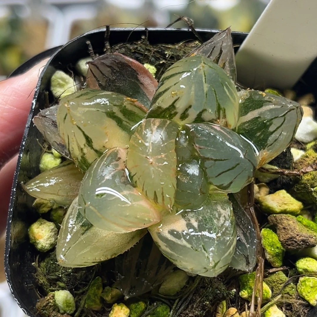 65om玉露锦福利专场