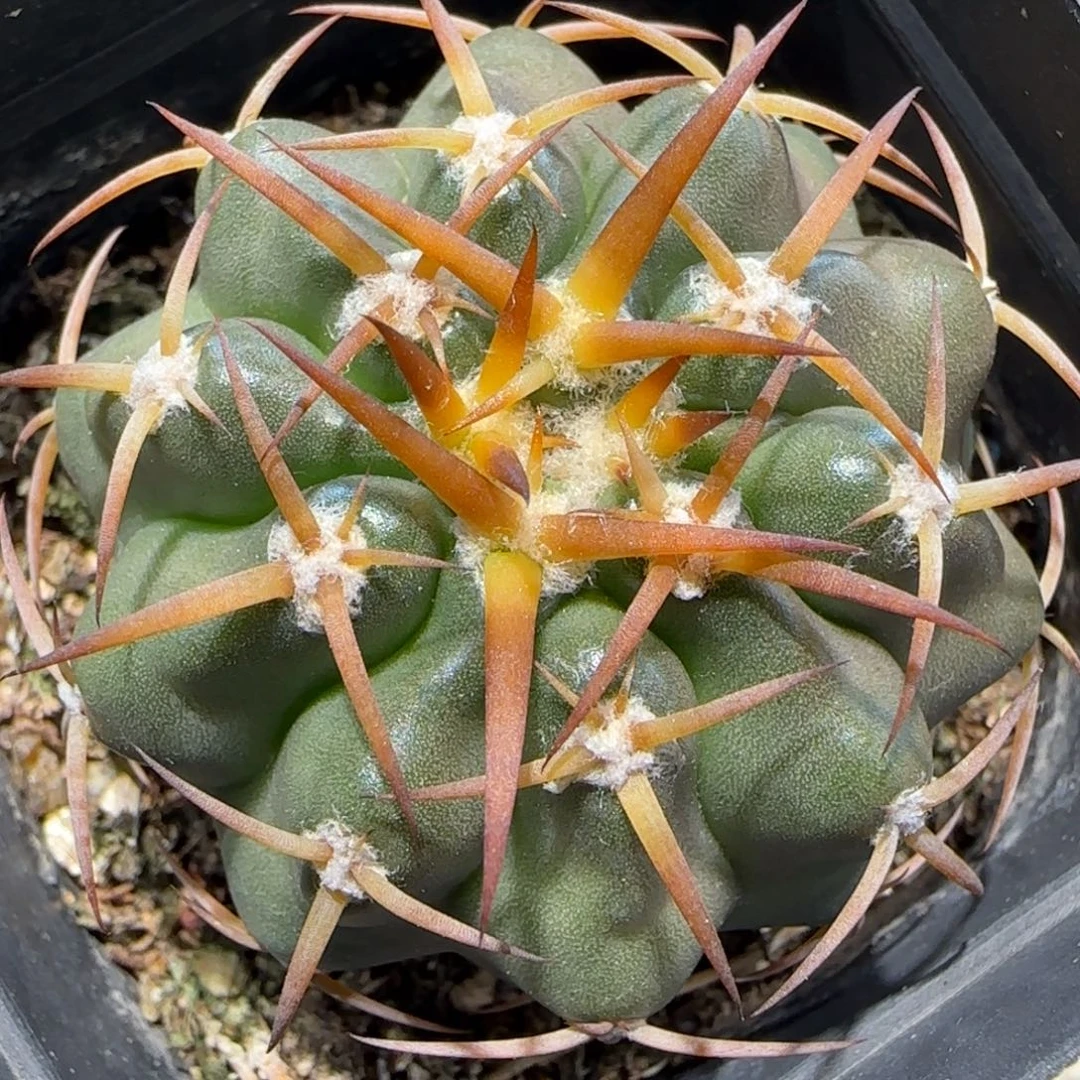 0057实生强刺4.4圆盘玉多肉