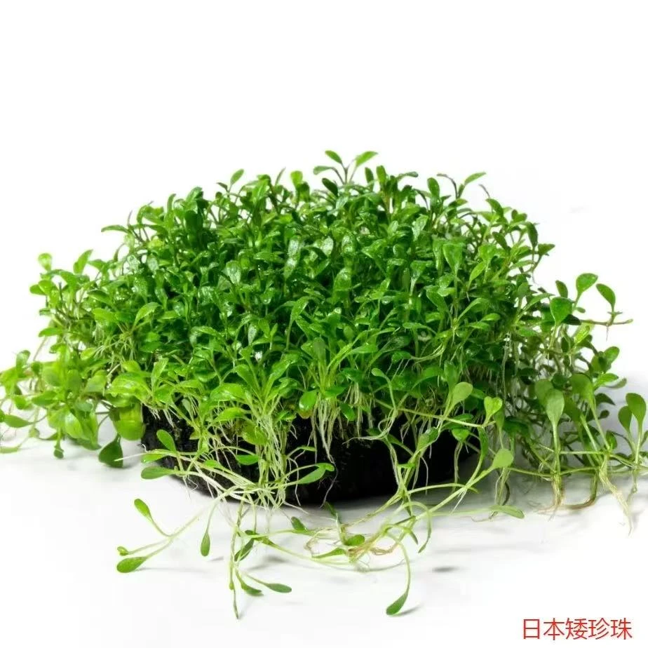 草坪造景   矮珍珠【鱼缸前景造景】植物草鱼缸造景净化水质