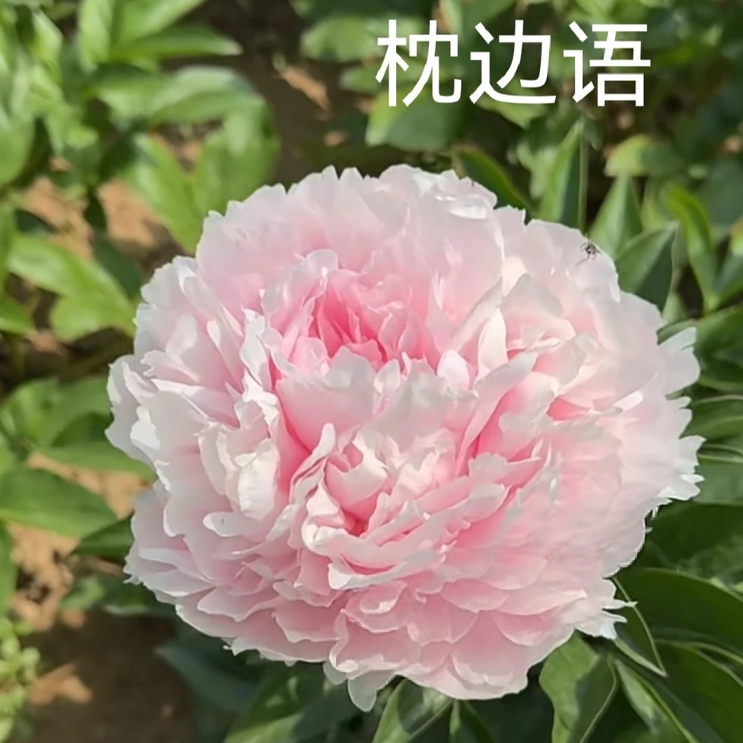 盛弘牡丹芍药（枕边语）先发肥料，秋天发苗