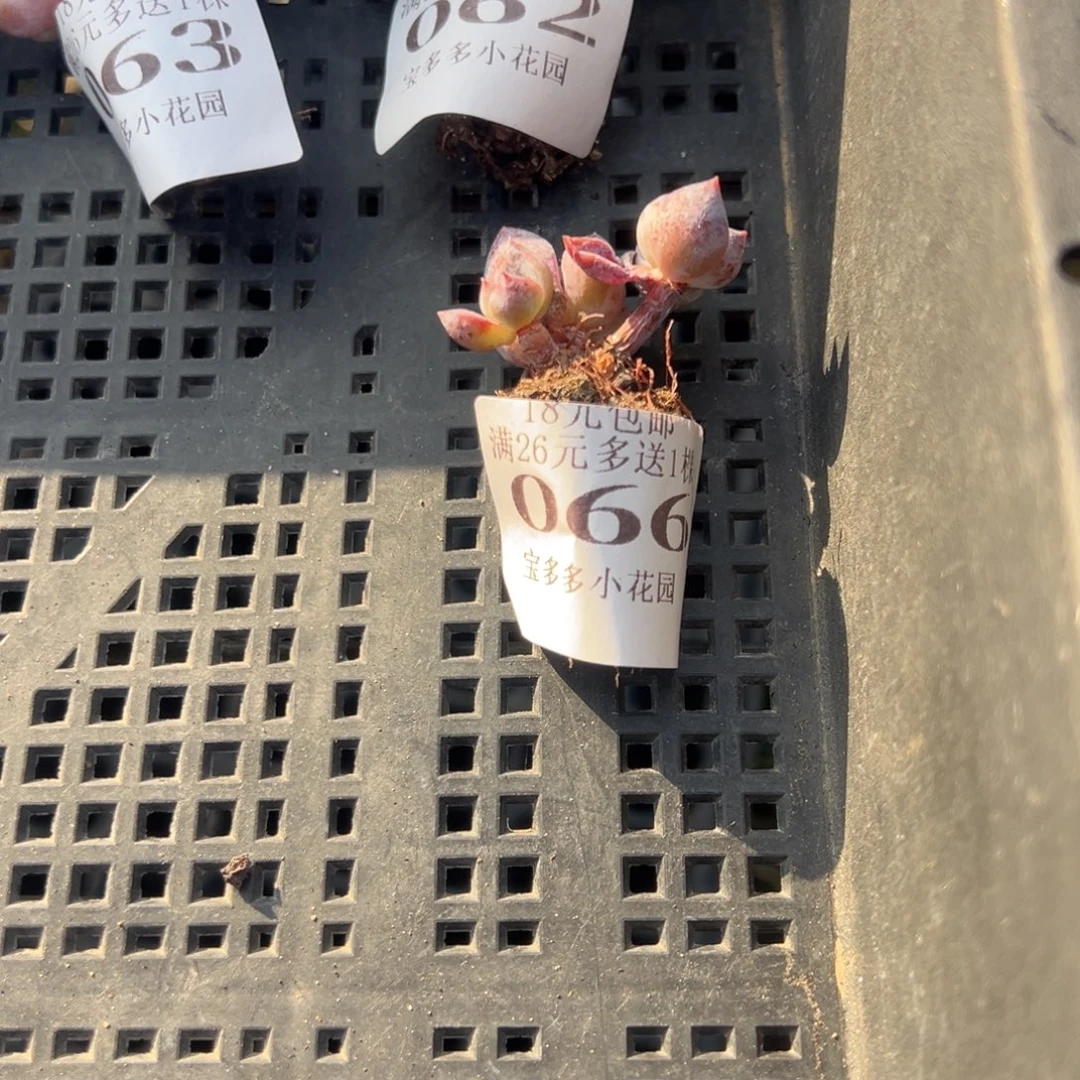 066号小老庄多肉一物一拍