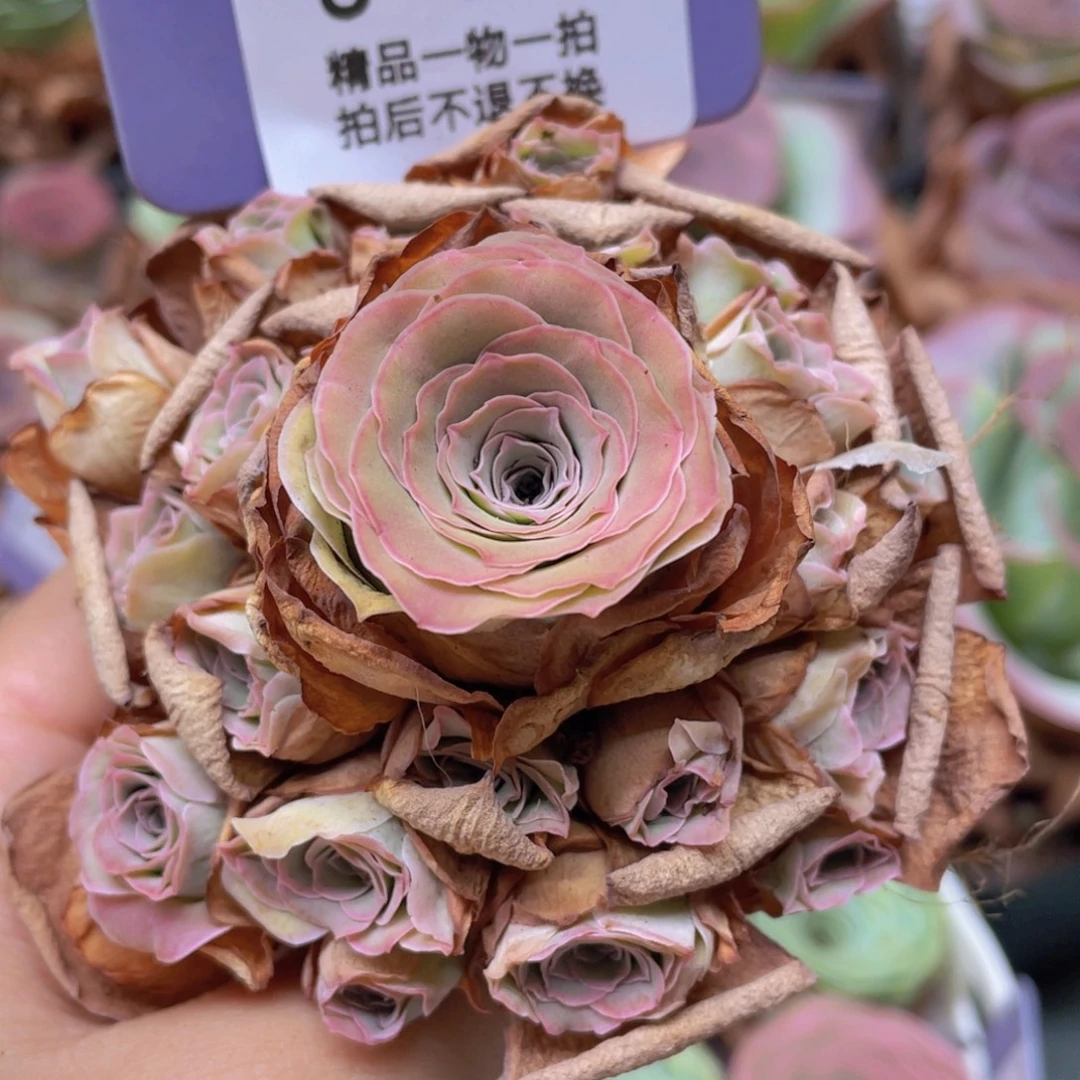 山地玫瑰J528断枝不包损不售后