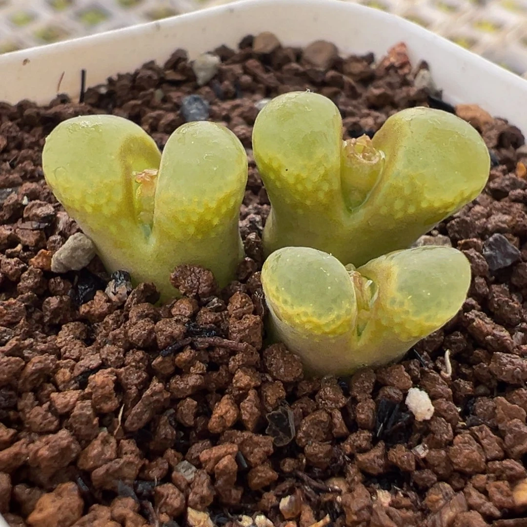 652多肉植物种类多样