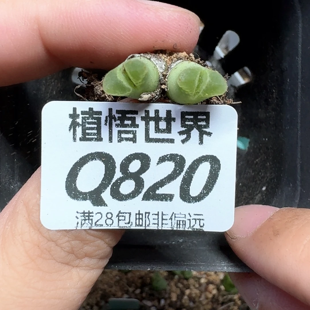 的润泽的润泽之处