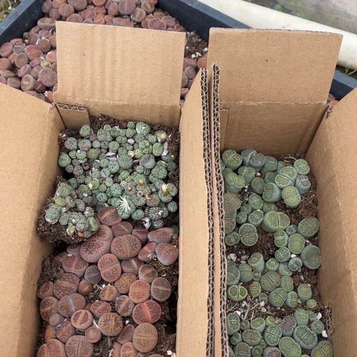 一箱三品种混搭888888888